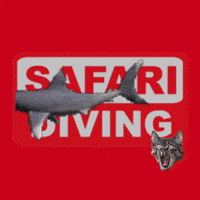 GIF by SafariDiving