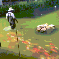 koi waiting GIF