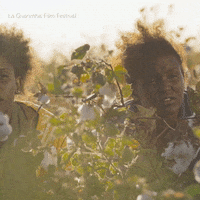 Flower What GIF by La Guarimba Film Festival