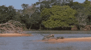GIF by Rant
