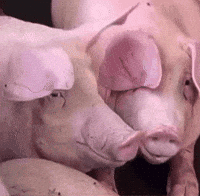 Best Friends What GIF