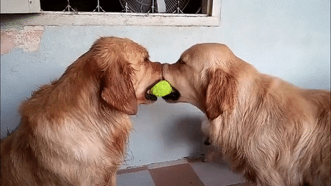 pup ceasefire GIF