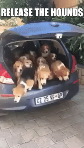 dog car dogs beagles release the hounds GIF