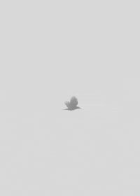 free black and white GIF