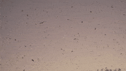 The Birds GIF by U.S. Fish and Wildlife Service