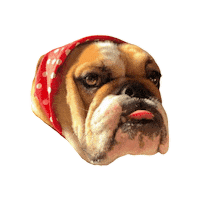 Dog Filhote Sticker by bulldogclub