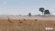 Season 2 Speed GIF by PBS