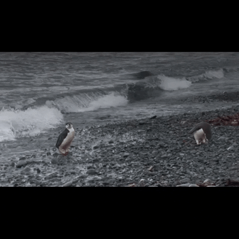 BlueMarineF ocean marine conservation ocean conservation GIF