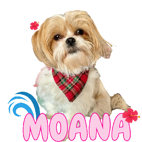 Hawai Dog Sticker