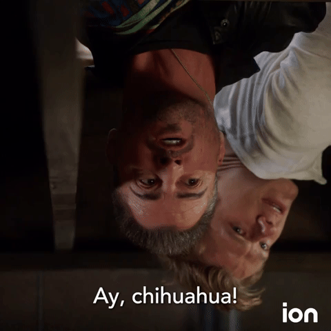 Ay Chihuahua