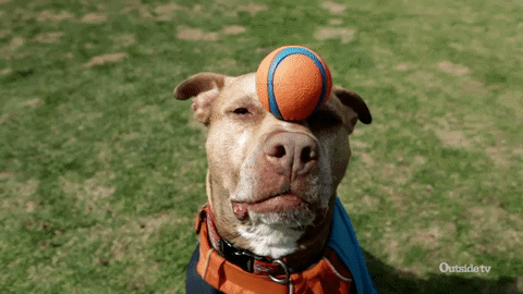 Dog Ball GIF by Outside TV