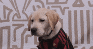 Dog Soccer GIF by Atlanta United