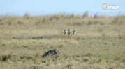 african cats big cat week GIF by Nat Geo Wild 