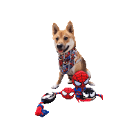 Shiba Inu Spiderman Sticker by Geekster Pets