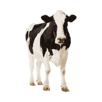 australia cow Sticker