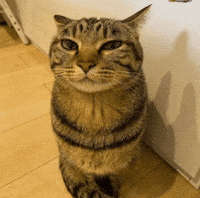 Cat Mr GIF