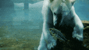 hungry polar bear GIF by San Diego Zoo
