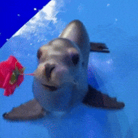 Sea Lion Seal GIF