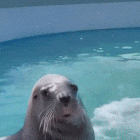 Happy Animal Kingdom GIF by Respective