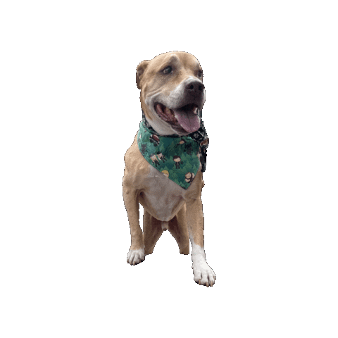 Senior Dog Sticker by Geekster Pets