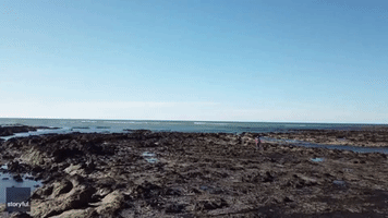 New Zealand Family Discover Sharks Swimming in Shallow Rock Pool