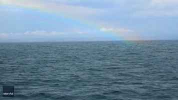 Splashdown! Humpback Whale Makes Big Impact in Monterey Bay