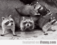 racoon GIF