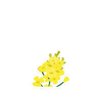 Flower Blossom Sticker by fehmarn.de