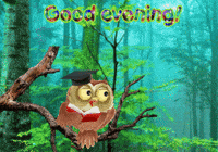 Owls Expressions GIF
