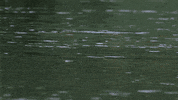 wild animals hippo GIF by PBS