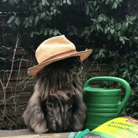 This Cat In a Hat Is Prettier Than a lot of Humans