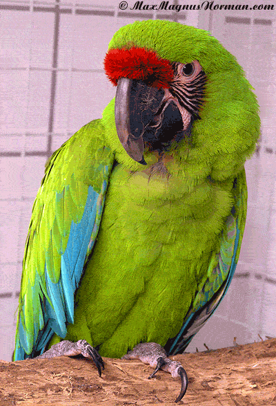 Photo gif. Green parrot perches on a branch in a cage and jerks its neck quickly.