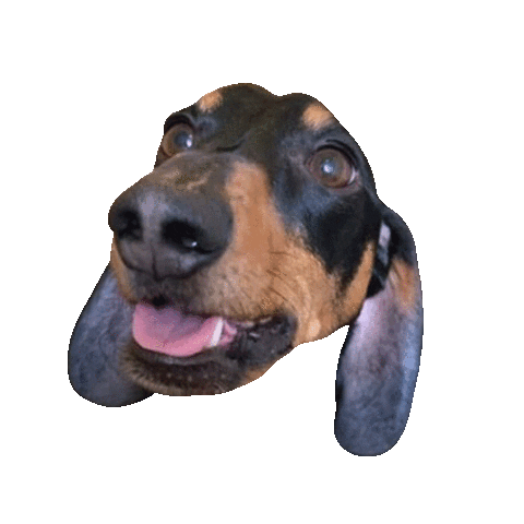 dachshund frankie Sticker by DopeDog