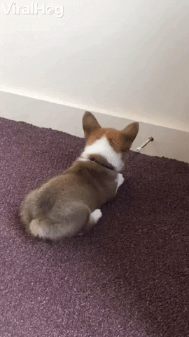 Feisty Corgi Puppy Battles Door Stopper GIF by ViralHog