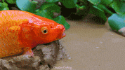 Eat Stop Motion GIF by CreativeCooking
