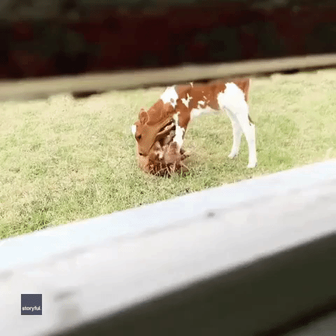 Not Just Man's Best Friend: Calf Enjoys Playtime With Puppy Pal