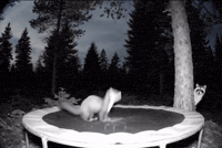 Jumping Wild Life GIF by Respective