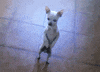 moving kelly gissendaner GIF
