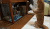 play wants GIF