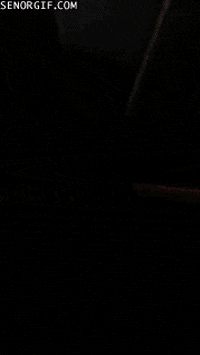 Dogs Slide GIF