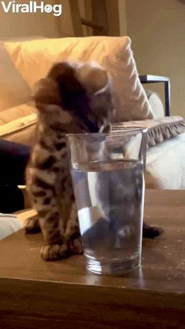 Unexpected Yet Tasty GIF by ViralHog