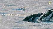nat geo penguins GIF by National Geographic Channel