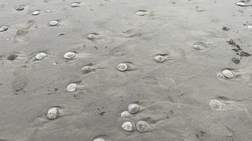 Thousands of Sand Dollars Appear on Oregon Beach