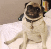 Dog Smile GIF by The BarkPost