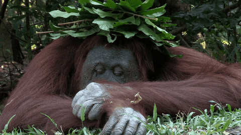 When Nature Calls Baboon GIF by ABC Network