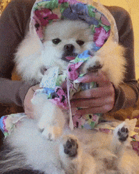 Dance Funny White Pomeranian GIF
