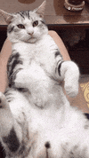 cat love GIF by Pamily