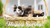 Cat GIF by Sealed With A GIF