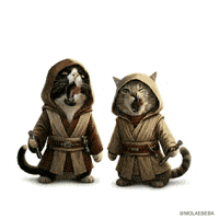 Star Wars Cats GIF
