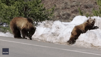 Playful Bear Cubs 'Chill' Around Snow Pile
